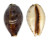 CYPRAEIDAE LYNCINA LYNX shell