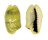 CYPRAEIDAE MONETARIA MONETA shell