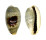 CYPRAEIDAE CYPRAEA ERRONES ERRONES shell