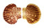 PECTINIDAE ANNACHLAMYS STRIATULA shell