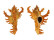 MURICIDAE CHICOREUS BANKSII CROCATUS shell