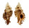 MURICIDAE CHICOREUS STRIGATUS shell