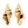 MURICIDAE CHICOREUS STRIGATUS shell