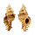 MURICIDAE CHICOREUS STRIGATUS shell
