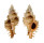 MURICIDAE CHICOREUS STRIGATUS shell
