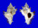 MURICIDAE CHICOREUS BRUNNEUS shell