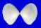 DONACIDAE LATONA cf. FABA shell