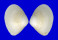 DONACIDAE LATONA cf. FABA shell