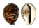 CYPRAEIDAE CYPRAEA TIGRIS shell
