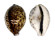 CYPRAEIDAE CYPRAEA TIGRIS shell