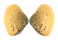 HEMIDONACIDAE HEMIDONAX DONACIFORMIS shell