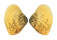 HEMIDONACIDAE HEMIDONAX DONACIFORMIS shell
