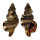 RANELLIDAE CYMATIUM PILEARE shell