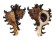MURICIDAE CHICOREUS RAMOSUS shell
