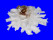 CHAMIDAE CHAMA LAZARUS shell
