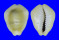 CYPRAEIDAE MONETARIA MONETA shell