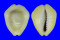 CYPRAEIDAE MONETARIA MONETA shell