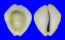 CYPRAEIDAE MONETARIA MONETA shell