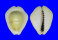 CYPRAEIDAE MONETARIA MONETA shell