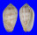 MITRIDAE PTERYGIA DACTYLUS shell
