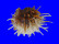 SPONDYLIDAE SPONDYLUS ECHINATUS ZONALIS shell