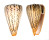 CONIDAE CONUS SURATENSIS shell