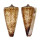 CONIDAE CONUS THALASSIARCHUS shell