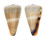 CONIDAE CONUS FLAVIDUS shell