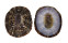 LOTTIIDAE PATELLOIDA STRIATA shell