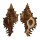 MURICIDAE CHICOREUS TORREFACTUS shell