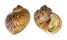 NATICIDAE NATICA FANEL shell