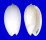 OLIVIDAE OLIVA BULBOSA IMMACULATA shell