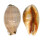 CYPRAEIDAE LYNCINA LYNX LYNX shell