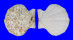 PECTINIDAE PROTEOPECTEN GLABER PROTEUS shell