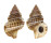 RANELLIDAE GYRINEUM NATATOR shell