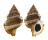 RANELLIDAE GYRINEUM NATATOR shell