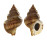 RANELLIDAE GYRINEUM NATATOR shell