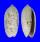 OLIVIDAE OLIVA OLIVA STELLATA shell