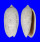 OLIVIDAE OLIVA OLIVA STELLATA shell