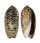 OLIVIDAE OLIVA OLIVA OLIVA shell