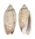 OLIVIDAE OLIVA AUSTRALIS shell