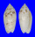 OLIVIDAE OLIVA CHRYSOPLECTA shell