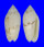OLIVIDAE OLIVA CHRYSOPLECTA shell