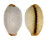 CYPRAEIDAE STAPHYLEA STAPHYLAEA CONSOBRINA shell