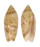 OLIVIDAE OLIVA SEMMELINKI shell