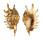 STROMBIDAE LAMBIS MILLEPEDA shell