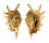 STROMBIDAE LAMBIS MILLEPEDA shell