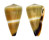 CONIDAE CONUS FLAVIDUS shell