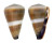 CONIDAE CONUS FLAVIDUS shell