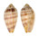 MITRIDAE PTERYGIA DACTYLUS shell